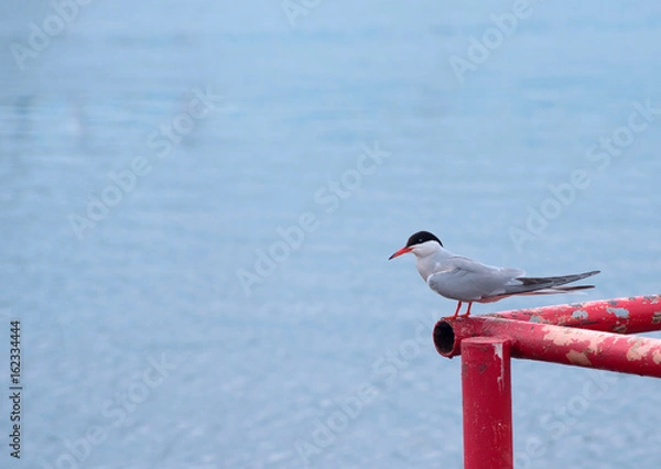 Obraz Bird on the pier.  Arctic tern
