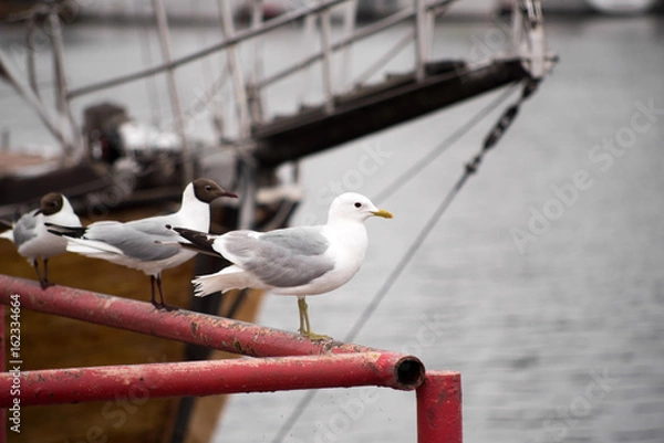 Obraz Sea gull on te pier. 