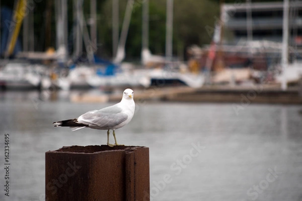 Fototapeta Sea gull on te pier. 