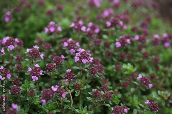 Fototapeta Flowering thyme