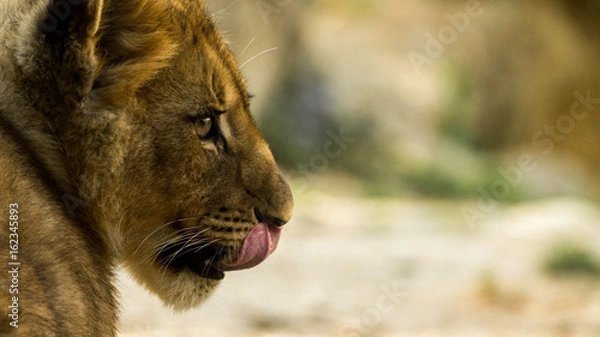 Obraz löwen junges portrait