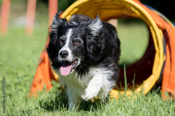 Fototapeta Border Collie beim Agility