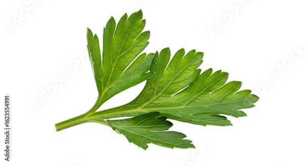 Obraz Isolated parsley