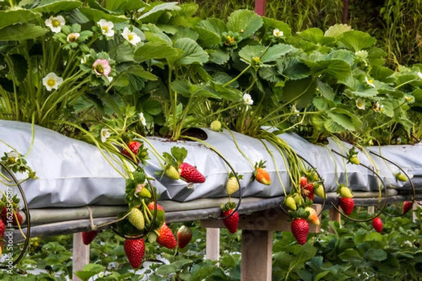 Obraz strawberry farm
