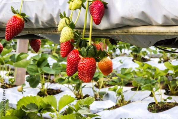 Obraz strawberry farm