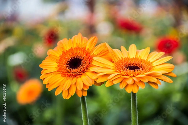 Obraz gerbera red yellow orange white