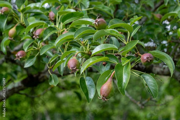 Obraz Pears ripening on the tree.