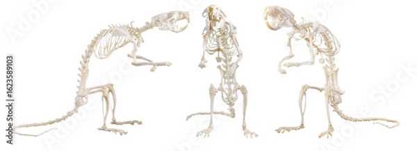 Obraz three rat skeletons isolated on white