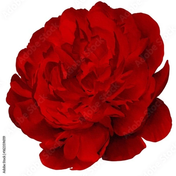 Fototapeta watercolor peony illustration isolated on white red bud botanical