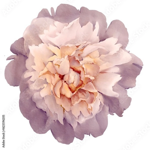 Fototapeta watercolor peony illustration isolated on white violet bud botanical