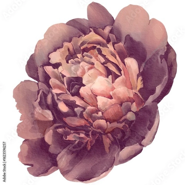 Fototapeta watercolor peony illustration isolated on white violet bud botanical