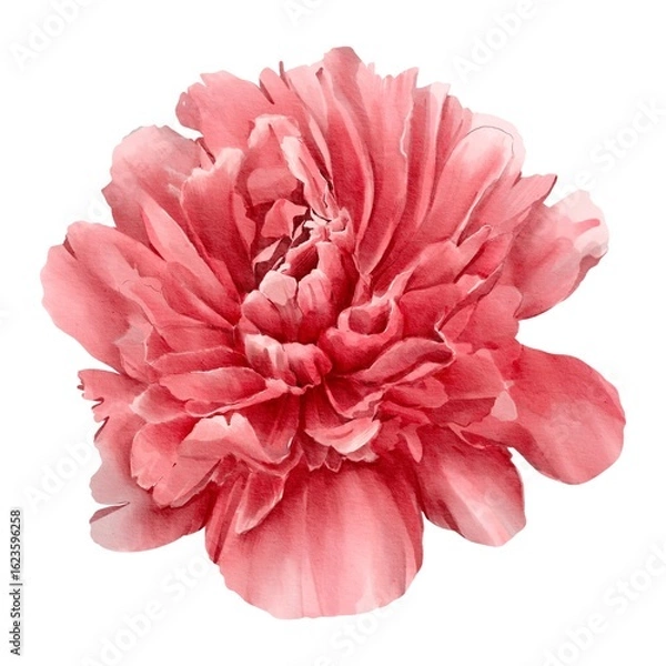 Fototapeta watercolor peony illustration isolated on white red bud botanical