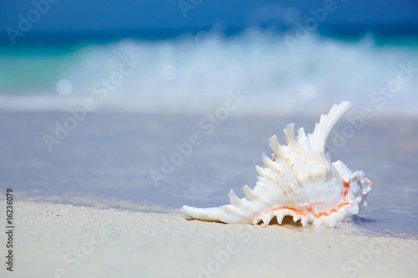 Obraz Cockleshell on sand