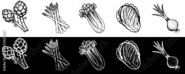 Fototapeta Isolated vector image of artichoke, asparagus, celery, lettuce, onion two design variants on transparent and black background, pencil drawing, chalk drawing, collection, set, seamless border
  