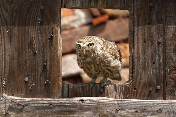 Obraz Little owl at the window