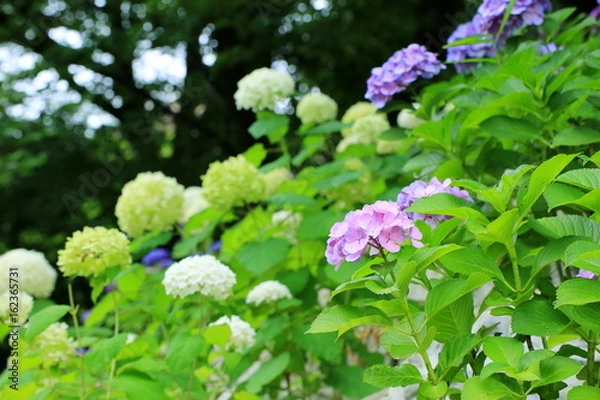 Fototapeta 色とりどりの紫陽花