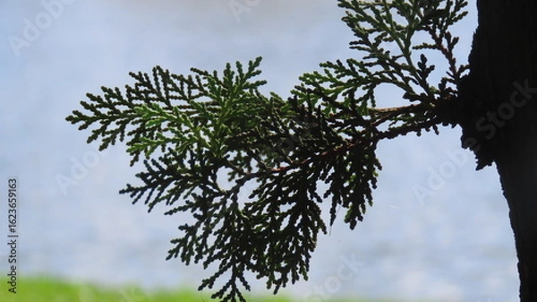 Obraz tree branches against blue sky
