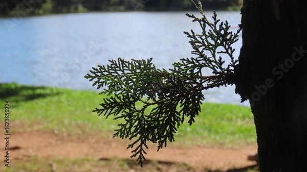 Obraz tree in the park