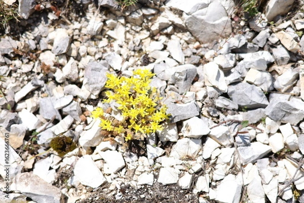 Obraz yellow flowers on stone