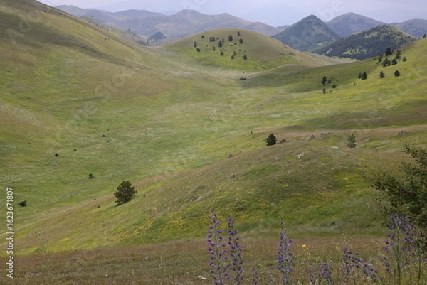 Fototapeta cows in the mountains