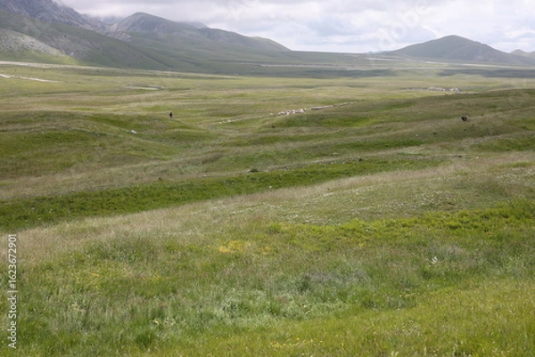 Fototapeta landscape with green grass
