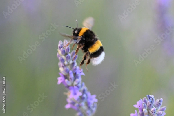 Obraz Bourdon sur lavande