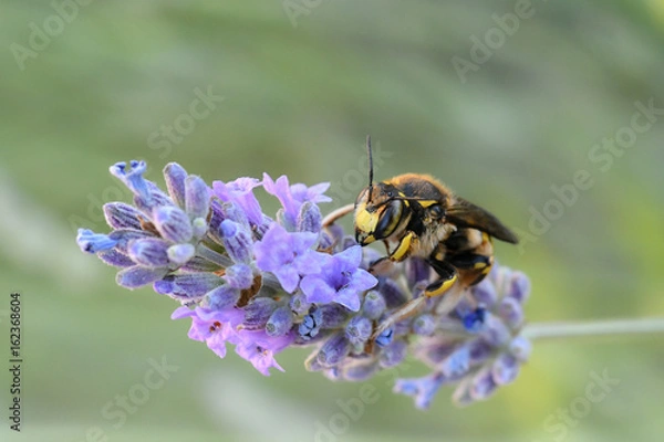 Obraz Abeille sur lavande