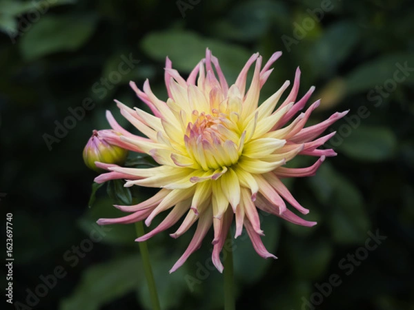 Obraz Yellow-pink Dahlia