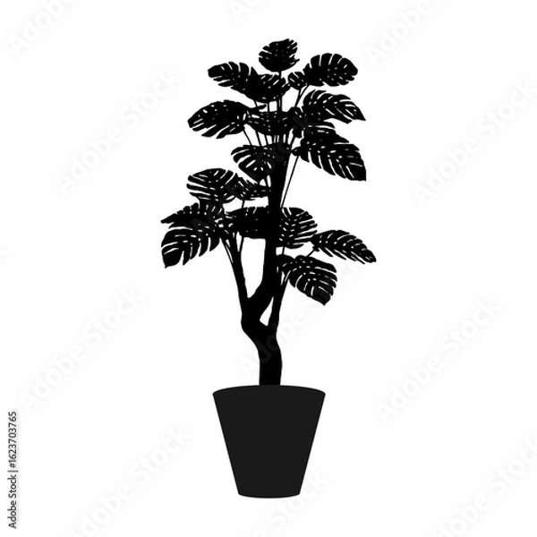 Obraz Adam's rib tree in a pot