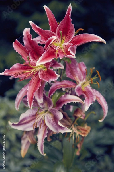 Fototapeta wild wachsende Lilien