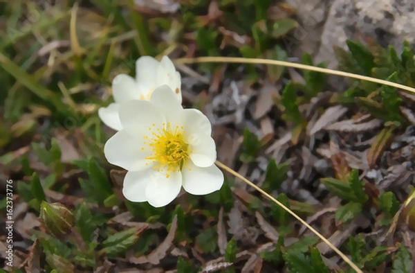 Fototapeta White flower