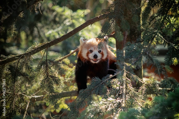 Fototapeta Panda Rosso