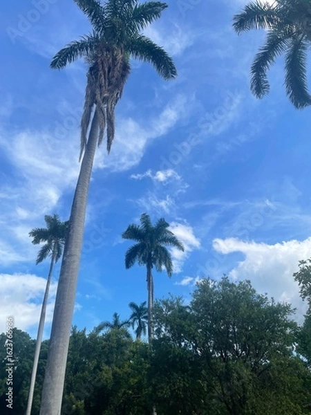 Obraz Tall palm trees reaching into a bright blue sky with scattered clouds, surrounded by lush green foliage in a tropical setting.