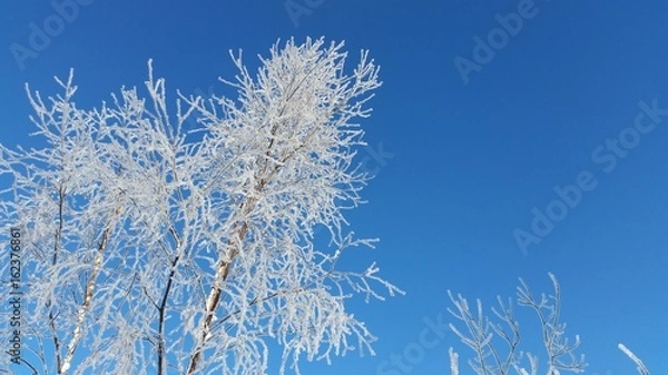 Obraz Ice crystals on a tree in Norway