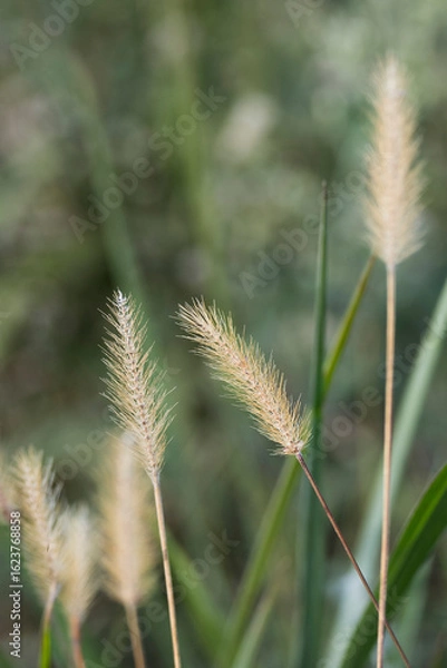 Fototapeta Naturaleza
