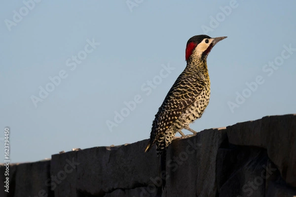 Fototapeta Carpintero