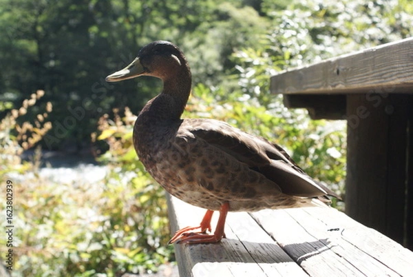 Obraz 親水デッキで佇む野鴨のポートレート