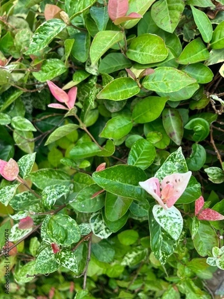 Obraz ピンクと緑のハツユキカズラ