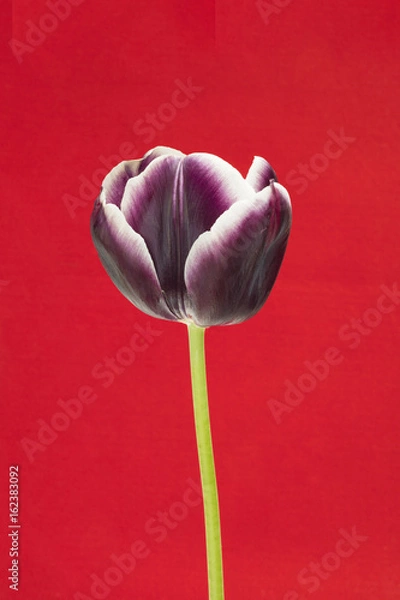Fototapeta Tulip in isolated red background
