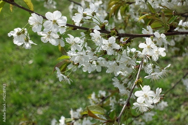 Obraz Lots of white cherry flowers in spring