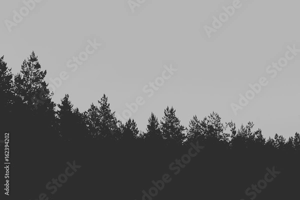 Fototapeta Artistic processing of a photo of a night landscape. Silhouette of a pine forest, sky with clouds and the moon. Place for the text.