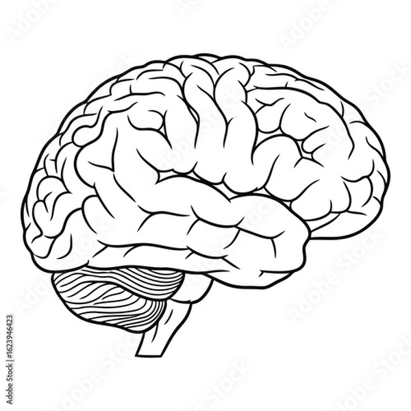 Fototapeta Art of detailed line drawing of the human brain, showcasing its intricate structure and convolutions, isolated on white background
