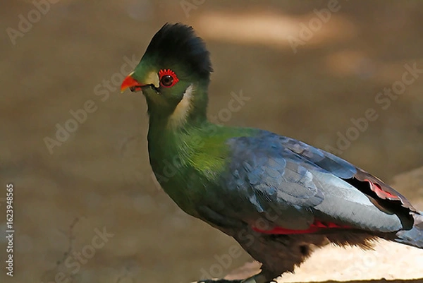 Obraz White Cheek Turaco