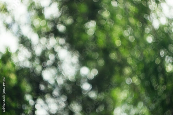 Fototapeta Unfocused photo in the forest. Bokeh background texture for design. Blur photo of green trees.