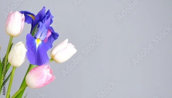 Fototapeta Vibrant Purple Iris And Colorful Tulips Bouquet Against Soft Grey Background