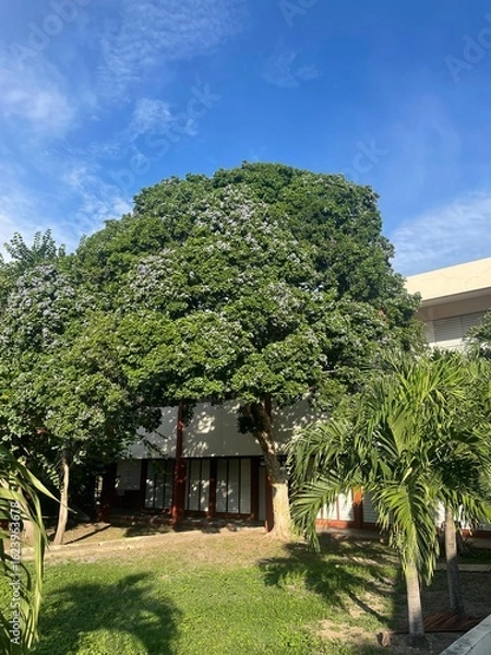 Obraz Lush greenery and tropical landscaping in front of a public or institutional building under a vibrant blue sky. Palm trees and a large central tree add to the inviting atmosphere