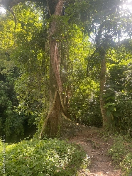Obraz Sunlit jungle trail winding past a towering tree wrapped in thick vines.