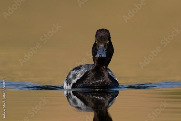 Fototapeta Lesser Scaup