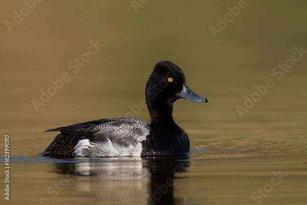Fototapeta Lesser Scaup