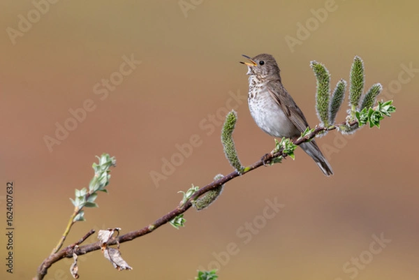 Fototapeta Gray-cheeked Thrush